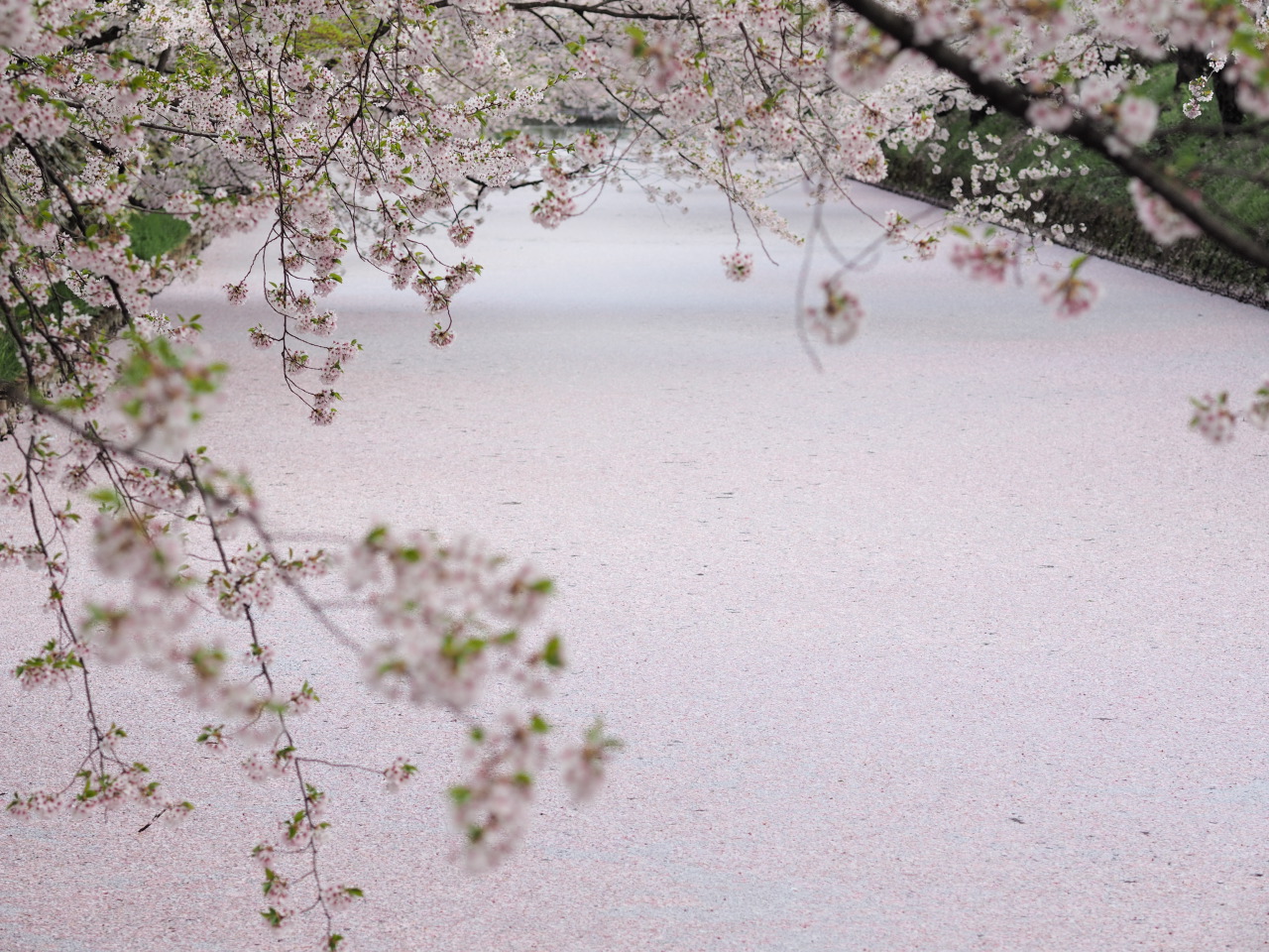 hanaikada