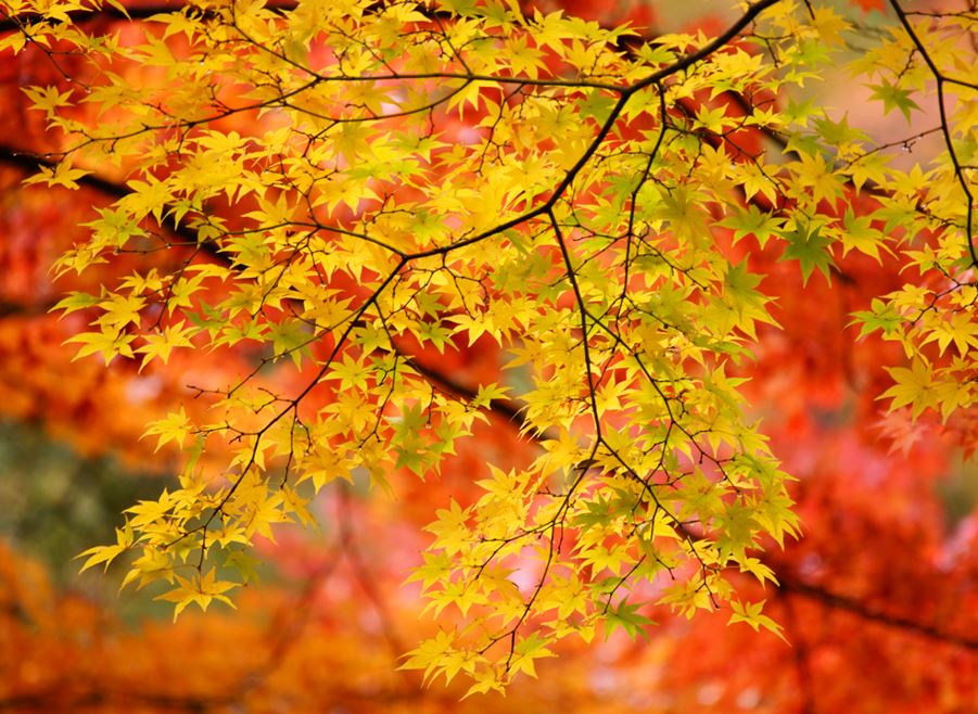 momiji