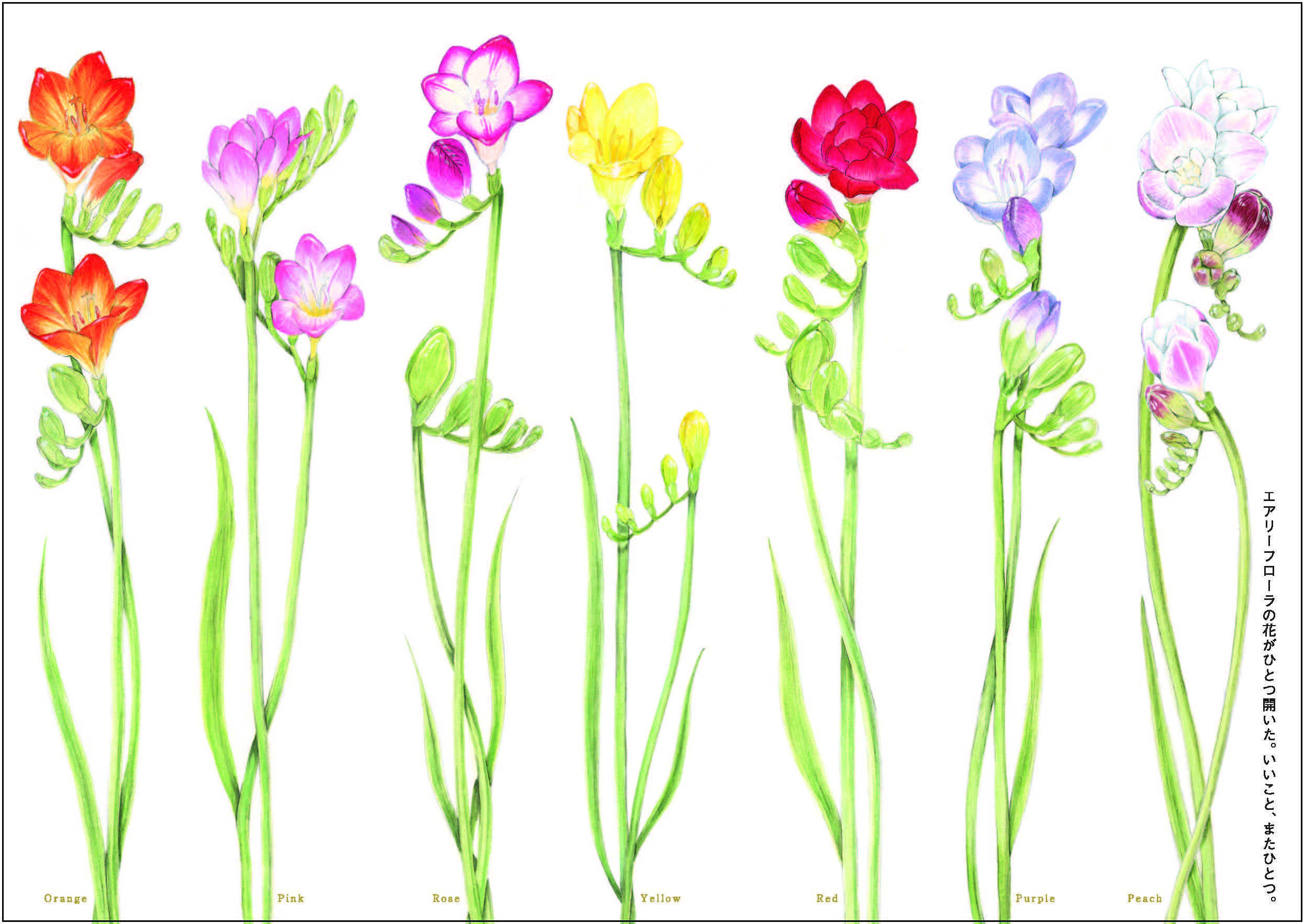 エアリーイラスト